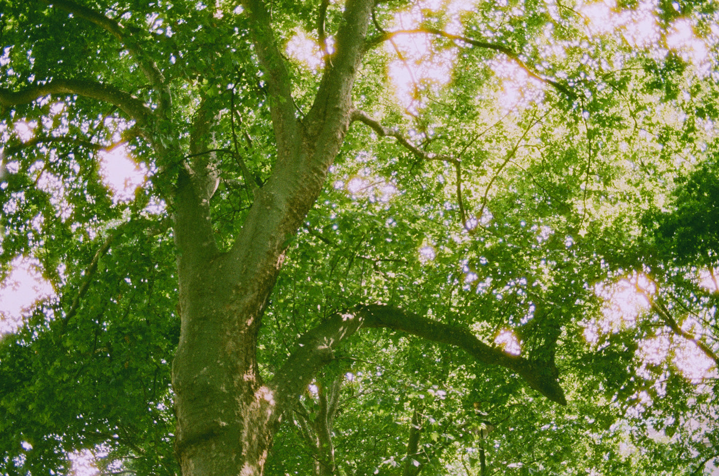 Harman Phoenix II - 35mm Colour Film