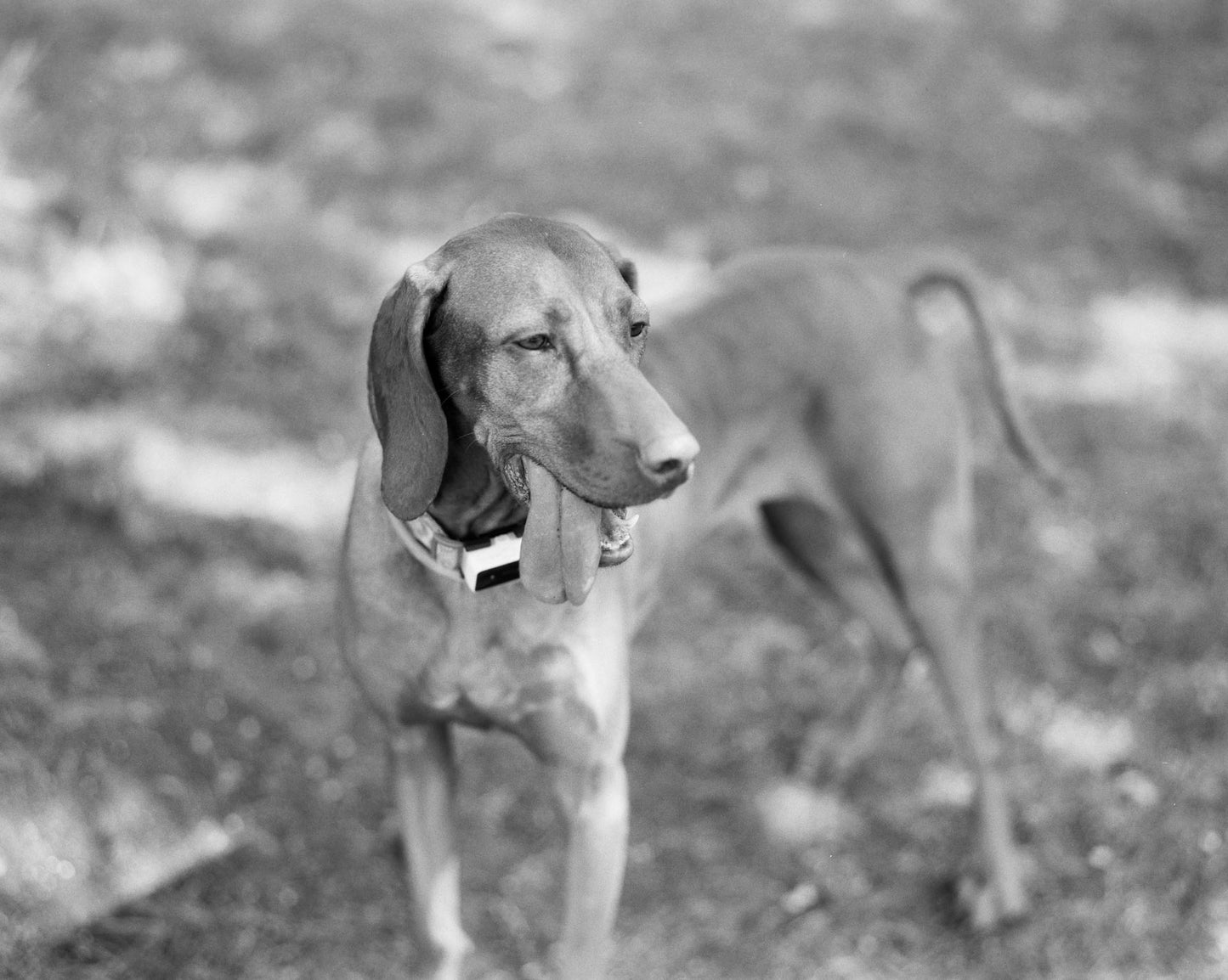 Kentmere 200 - B&W 120 Medium Format Film