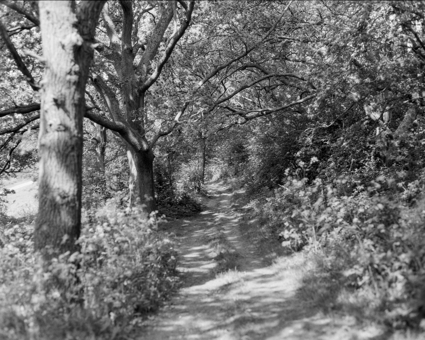 Kentmere 200 - B&W 120 Medium Format Film