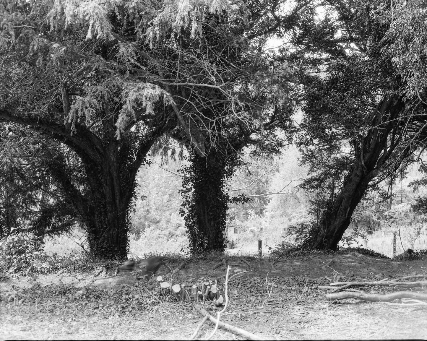 Kentmere 200 - B&W 120 Medium Format Film