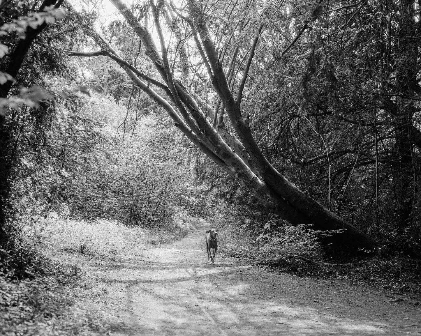 Kentmere 200 - B&W 120 Medium Format Film