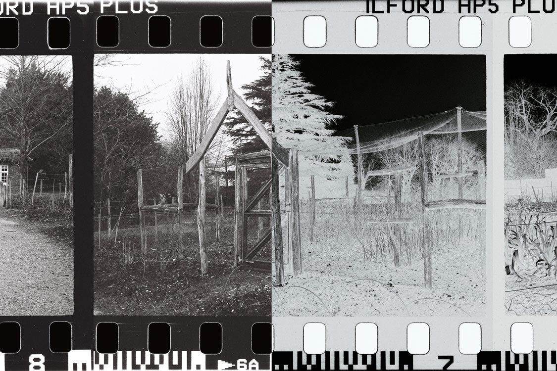 Film Processing & Scanning