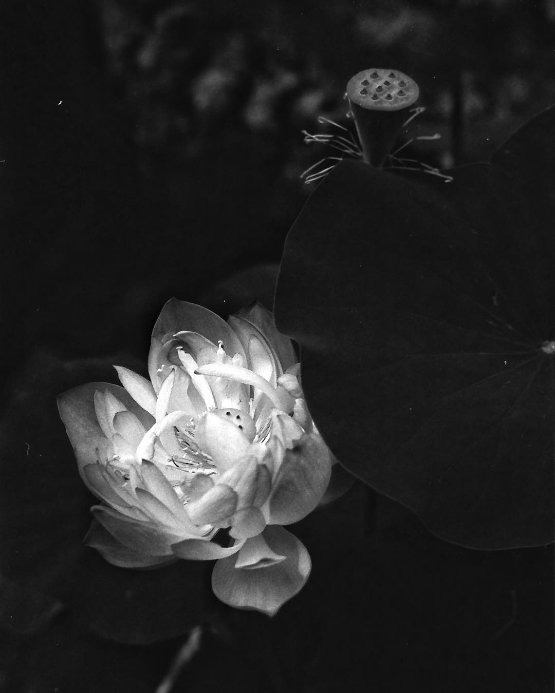 Rollei RPX 100 - B&W 35mm film