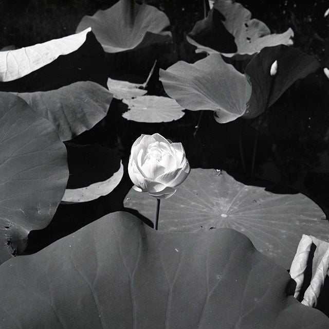 Rollei Retro 400s - 35mm film