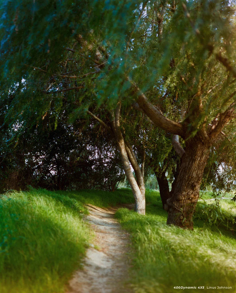 Cinestill 400D - 4x5 Large Format Colour Film - 25 Sheets