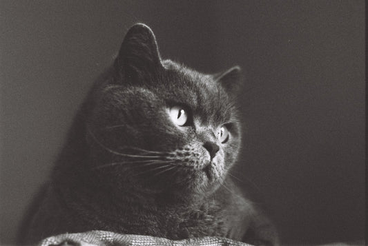 DragonFilm No 1 - 35mm B&W film