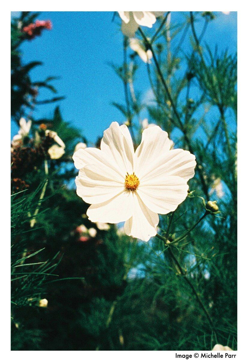 Harman Phoenix 200 - 35mm film - 36 Exposures