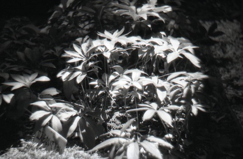 Lomography Earl Grey 100 - 35mm B&W Film