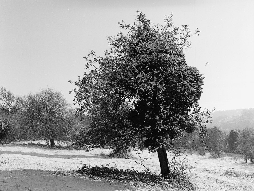 Kodak T-Max 400 - B&W 120 Film