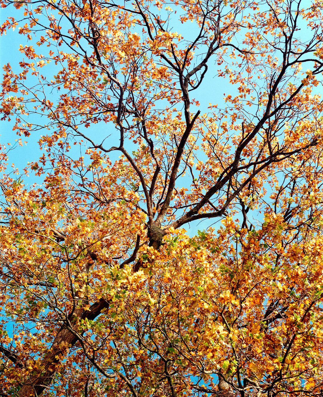 Kodak Gold 200 - 120 Medium Format Colour Film