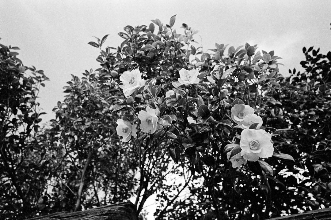 Kodak Tri-X 400 B&W 35mm