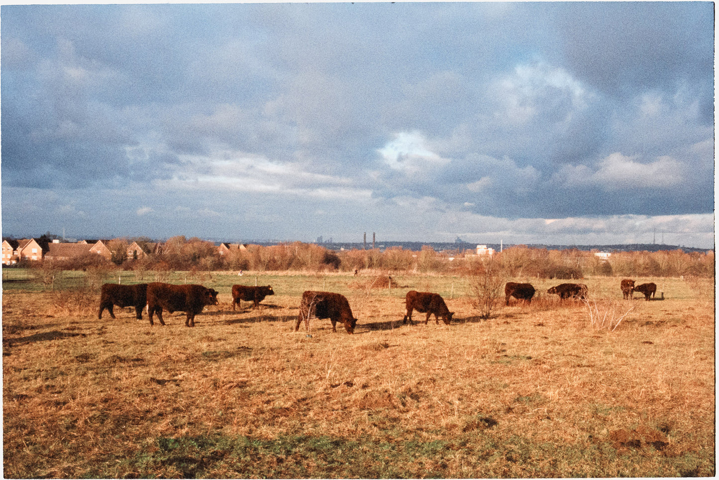 Harman Phoenix 200 - 35mm film - 36 Exposures