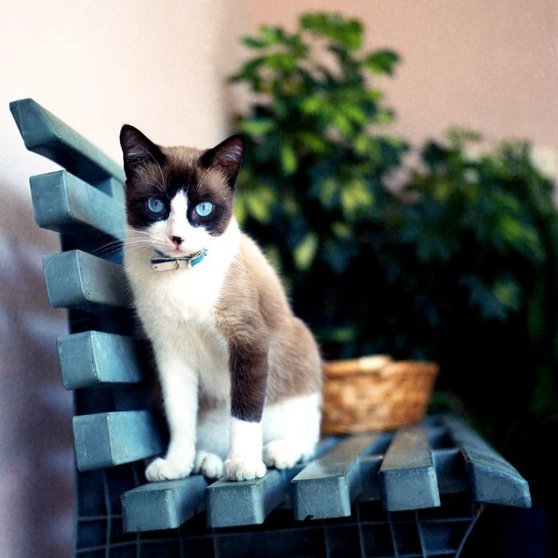 Lomography Color Negative 100 - 120 Medium Format