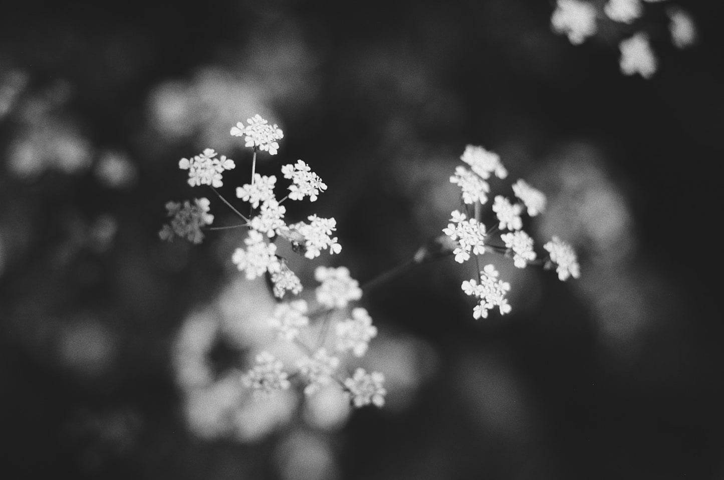 Kentmere 200 - B&W 35mm Film