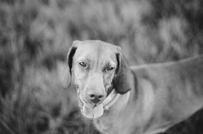 Kentmere 200 - B&W 35mm  - 30.5m Bulk Film - PRE-ORDER