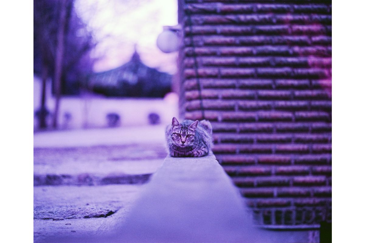 Lomography Purple 100-400 - 120 Medium Format