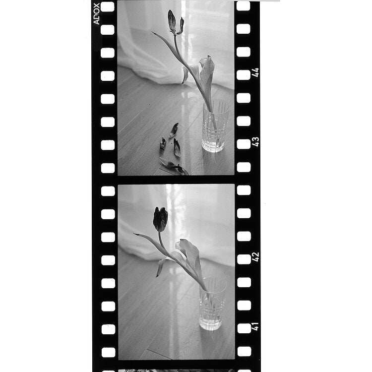 ADOX SCALA 50 - B&W (reversal film) 35mm Film - 36 Exposures