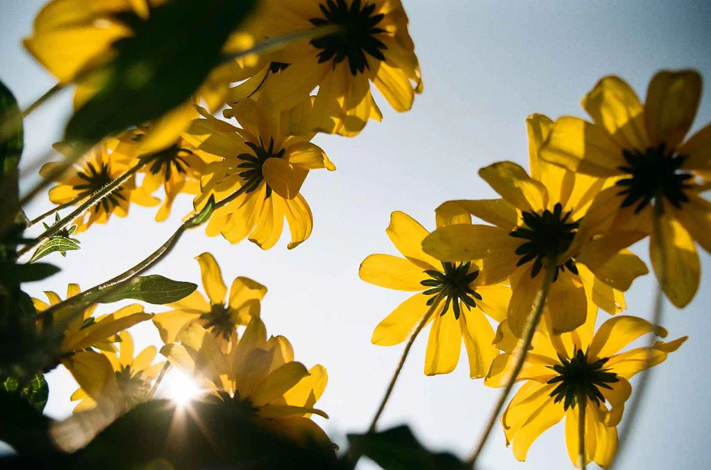 Kodak Kodacolor 100 - 35mm film