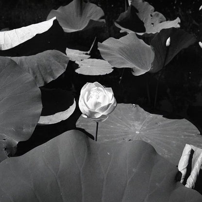 Rollei Retro 400s - 35mm film