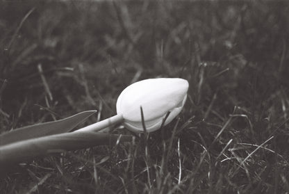 DragonFilm No 4 - 35mm B&W film