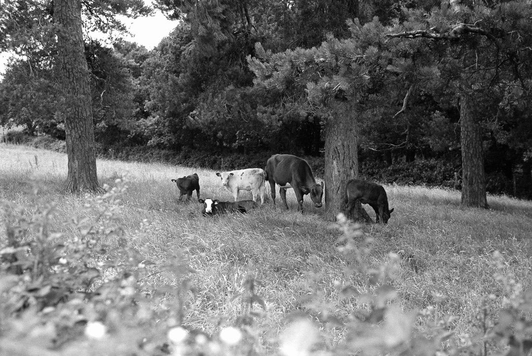 Ilford FP4 Plus ISO 125 - B&W 35mm Film