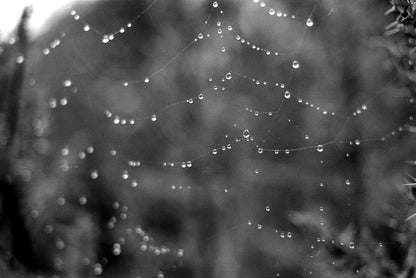 Ilford FP4 Plus ISO 125 - B&W 35mm Film