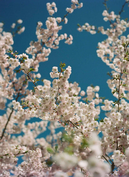 KODAK Eastman EKTACOLOR PRO 160 - 35mm Film