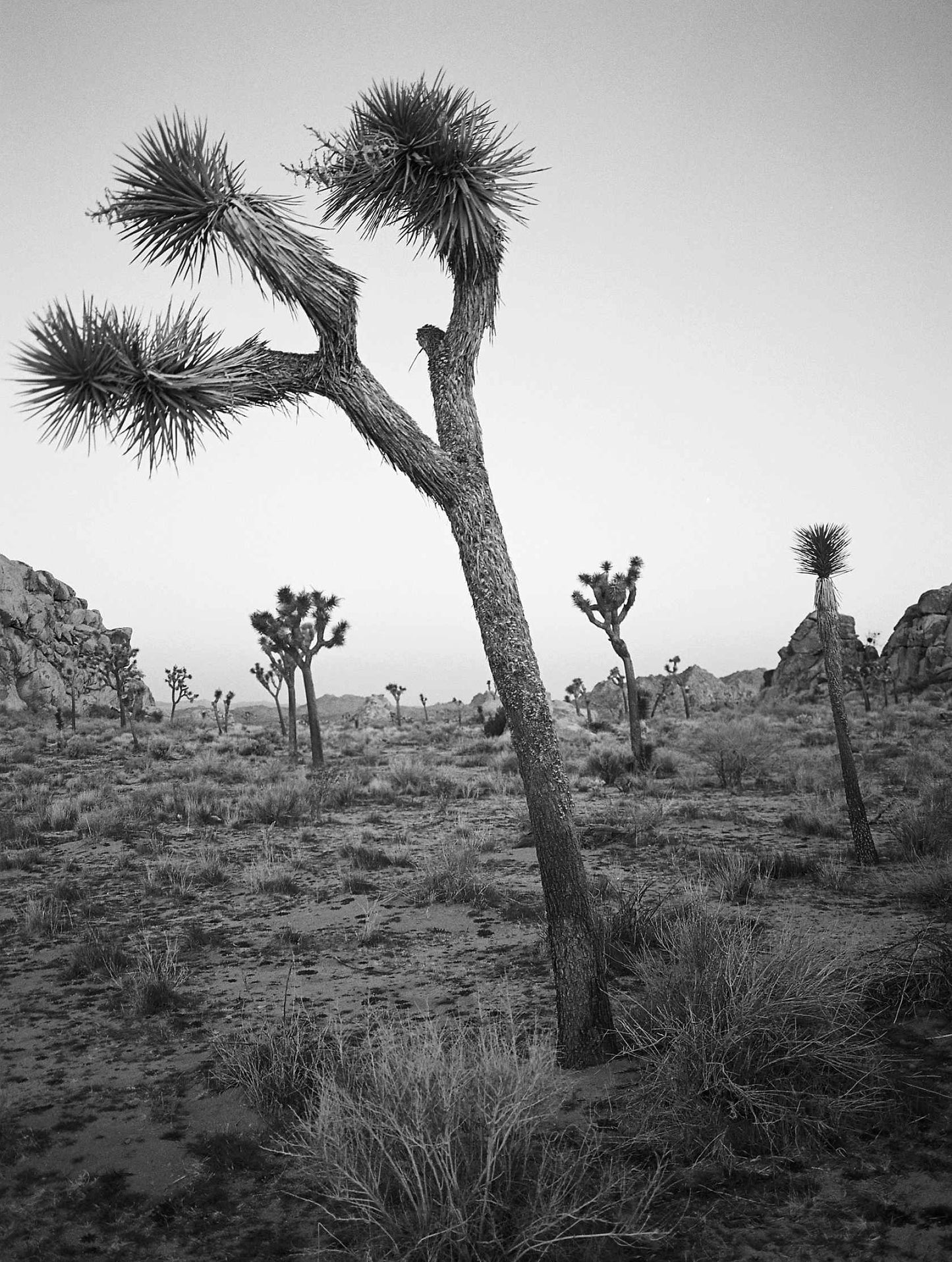 Kodak Eastman EKTAPAN 400 - 120 Medium Format B&W Film