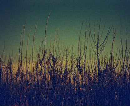 Lobster Redscale ISO 200 - 110 Film