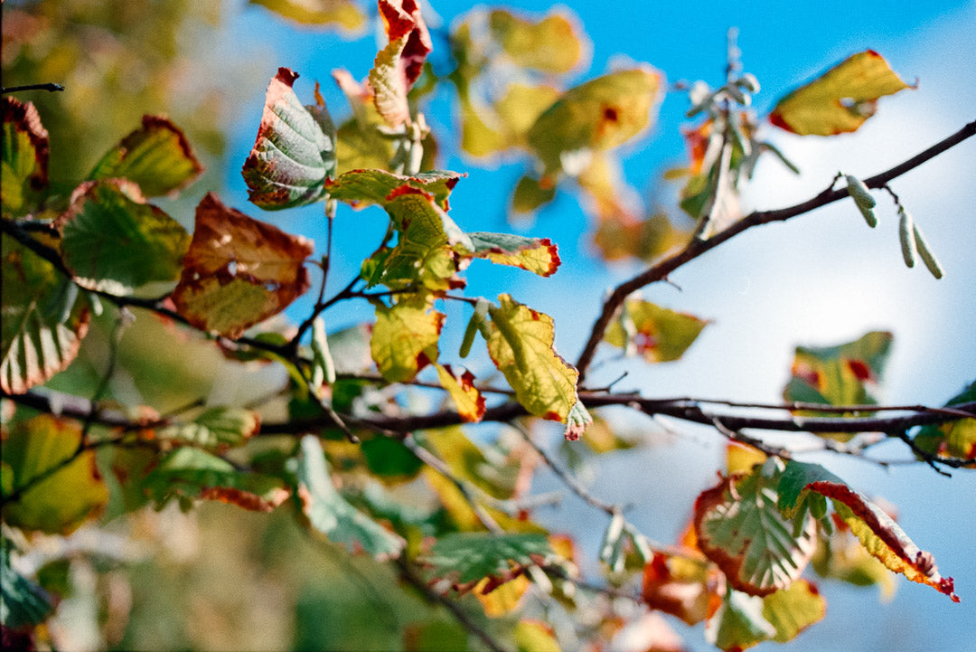 Lomography Color Negative 400 - 35mm Film
