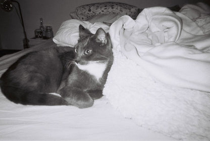 Lomography B&W Lady Grey ISO 400 35mm - 36 Exposures - No Retail Packaging